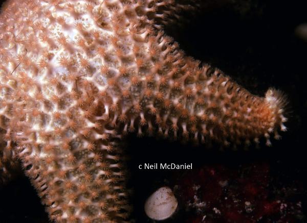 Photo of Lophaster furcilliger vexator by <a href="http://www.seastarsofthepacificnorthwest.info/">Neil McDaniel</a>